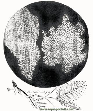 Premire cellule (du suber) par Robert Hooke en 1665