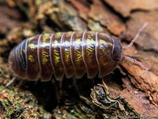 Cloporte de maison Armadillidium vulgare