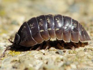 Cloporte commun (Armadillidium vulgare)