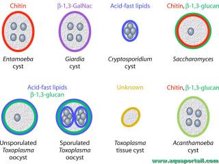 Comparaison entre cystes et oocystes