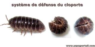 volution de la forme d'un cloporte en mode dfensif (position en boule)