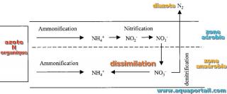 Dissimilation au cours du cycle de l'azote :