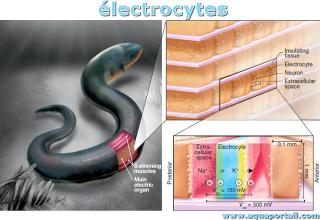lectrocyte