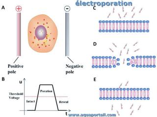 lectroporation