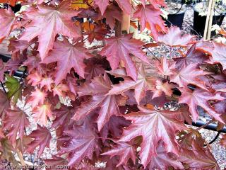 Feuilles acutifolies de Acer platanoides
