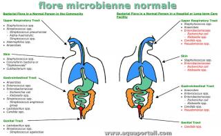 flore microbienne normale