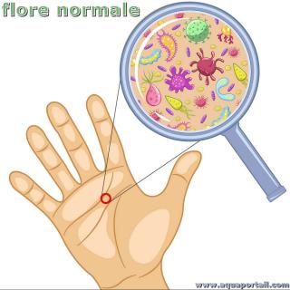 flore normale