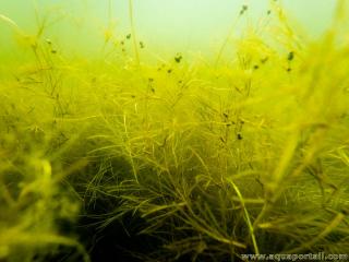 Herbe  sauvagine, Ruppia maritima