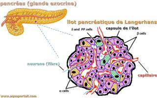 lot de Langerhans