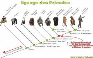 Lignage (mammifres et primates)