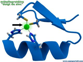 mtalloprotine