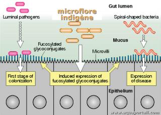 Microflore indigne