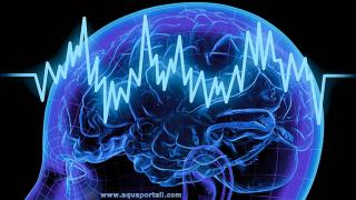 neurophysiologie