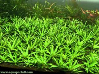 Plantar Pogostemon helferi en un acuario