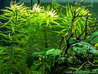 Plantas jvenes de Pogostemon stellatus (<i>Pogostemon stellatus</i>)