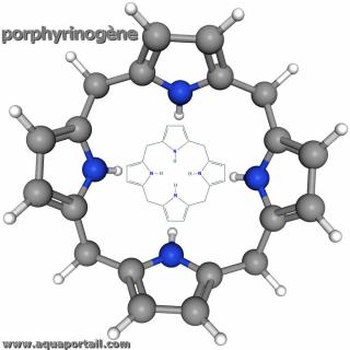 porphyrinogne