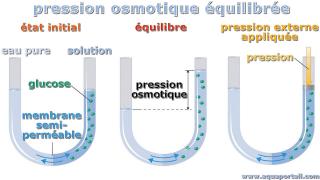 Pression osmotique quilibre