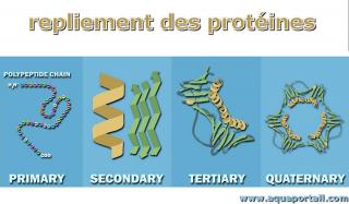 Repliement des protines (4 phases)