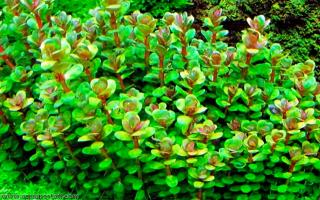 Rotala indica Bonsa