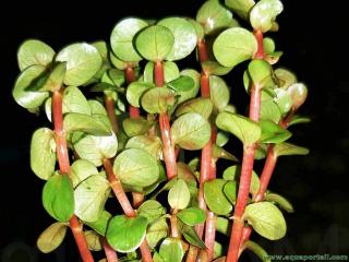 Tiges de Rotala indica avec feuilles vues de dessous