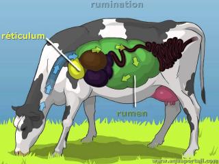 rumination