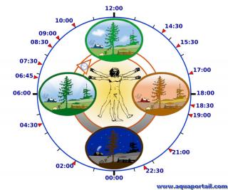 rythme biologique