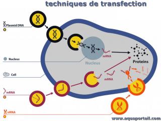 Transfection : schma de 3 techniques