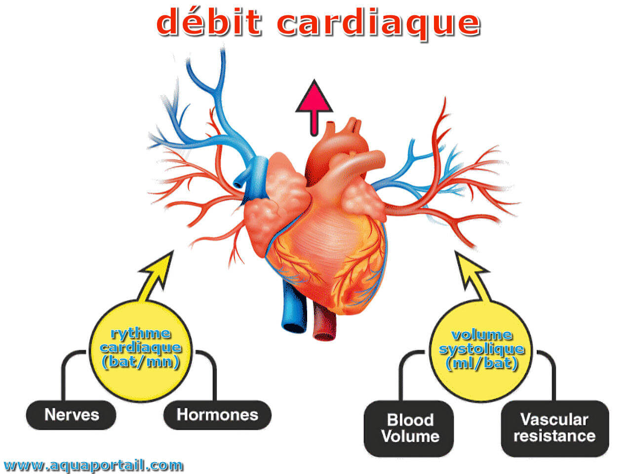 Valve cardiaque : définition, anatomie, rôle