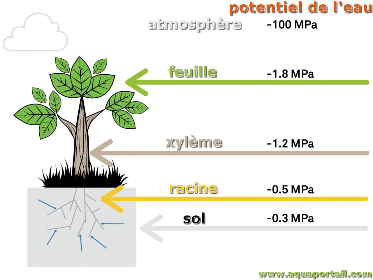 Potentiel de l'eau : définition illustrée et explications