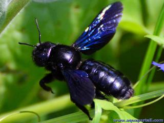 Un apid : le xylocope violet