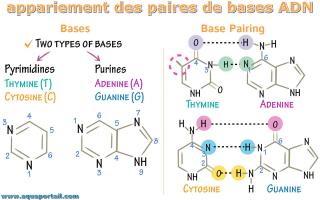 appariement