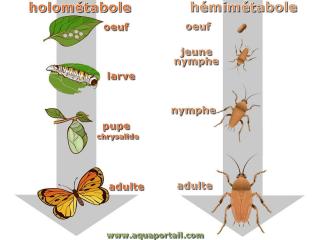 Diffrences avec comparaison entre holomtabole et hmimtabole