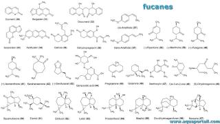 fucane