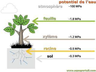 mot en P : potentiel de l'eau