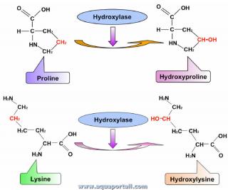 hydroxylase
