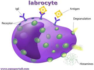 labrocyte