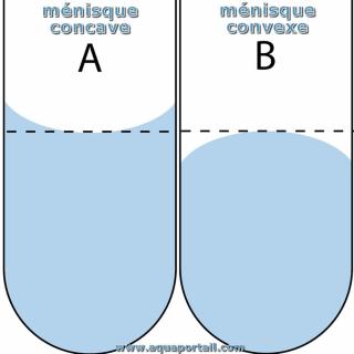 Mnisques concave et convexe