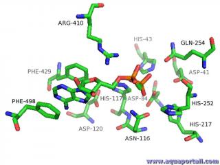 nuclotidase