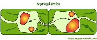 symplaste
