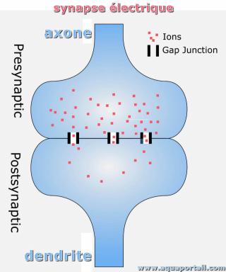 synapse lectrique