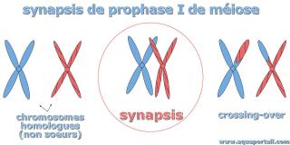 synapsis