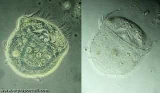 2 tlotroches de vorticelle Vorticella