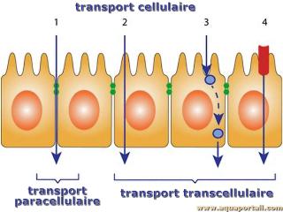 Deux types de transport cellulaire : transport paracellulaire et transport transcellulaire