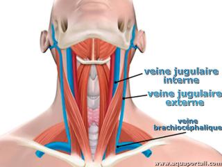 Veines jugulaires et veine brachiocphalique