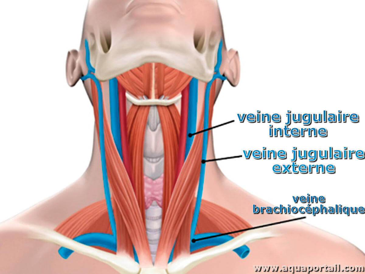 Veines Jugulaires Tout Savoir Sur Ces Veines Du Cou NRFGY Veines Jugulaires Tout Savoir Sur Ces Veines Du Cou NRFGY
