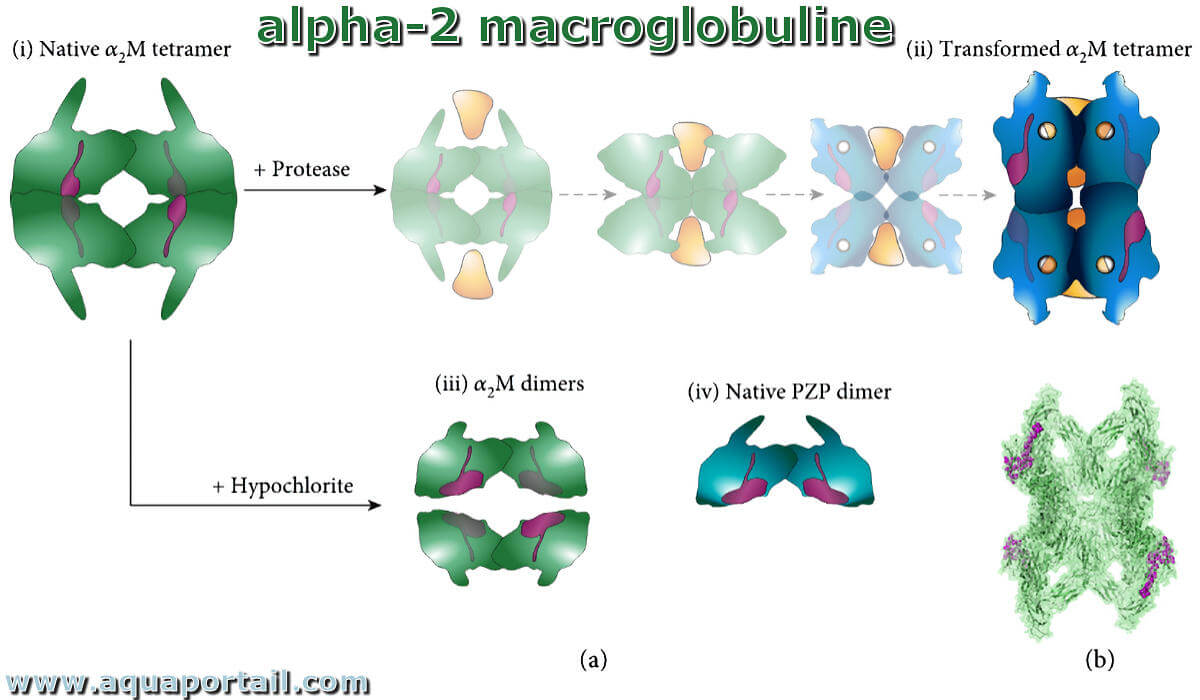 Alphaglobuline : définition et explications – AquaPortail