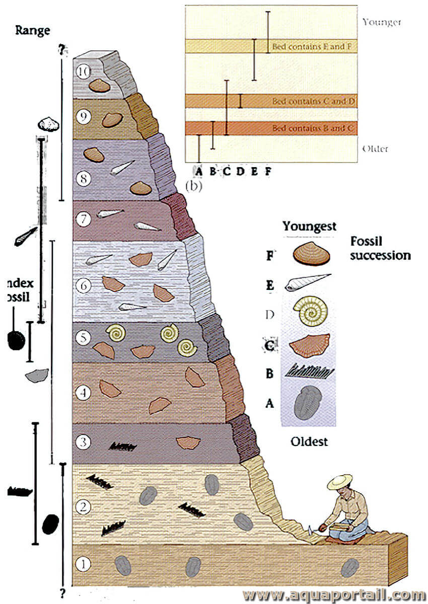 Biostratigraphie : définition et explications