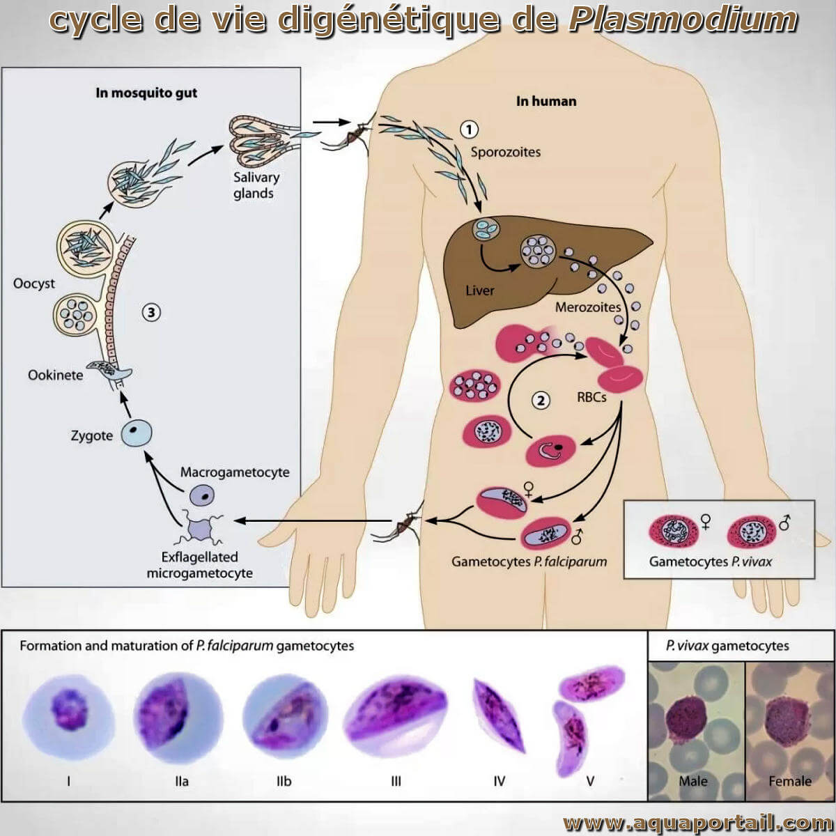 Cycle Dig n tique D finition Et Explications Cycle Dig n tique D finition Et Explications