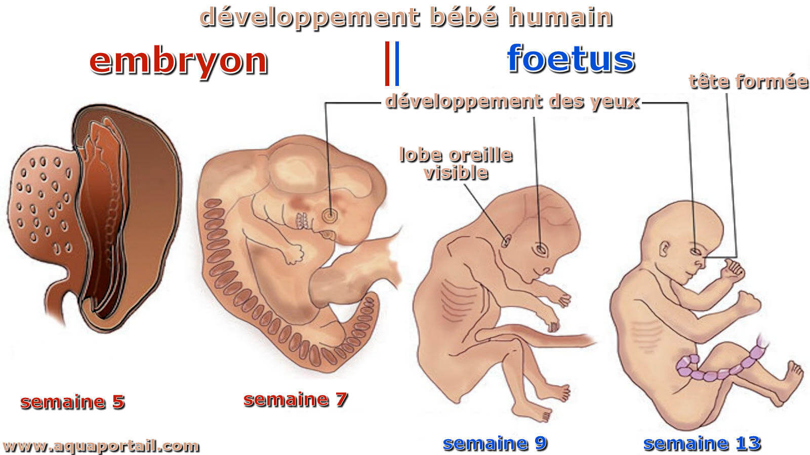 Foetus D finition Et Explications Foetus D finition Et Explications