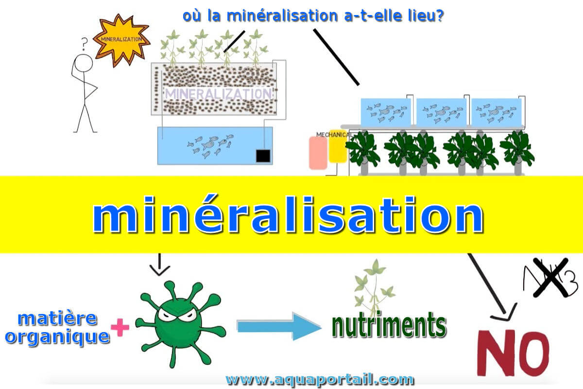 Was Ist Eine Pathologische Mineralisation LOCKL Was Ist Eine Pathologische Mineralisation LOCKL